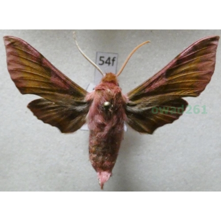 Deilephila porcellus (Linnaeus, 1758) Zmrocznik pazik Czech54f